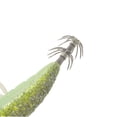 thumbnail image 4 of Señuelo 3 uds 12 cm / 21g señuelo de camarones de pesca noctilucente cebo de calamar de gambas conju Lixada Señuelo, 4 of 7
