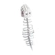 thumbnail image 3 of Disfraz de esqueleto 3D de dinosaurio para Halloween, ideal para fiestas temáticas de calaveras y carnavales. 120cm para adultos, 3 of 9