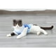 thumbnail image 5 of Chaleco fresco para perros, ropa de Bulldog de refrigeración instantánea en verano para perros y gatos pequeños a medianos (mediano), 1 Uds., 5 of 5