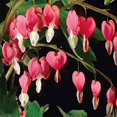 thumbnail image 1 of 10 BLEEDING HEART - PINK Old Fashioned Dicentra Formosa Shade Flower Seeds, 1 of 9