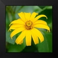 thumbnail image 2 of DeNardo, Laura 12x12 Black Modern Framed Museum Art Print Titled - Cropped Garden Flowers II, 2 of 5