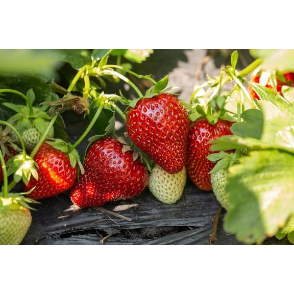 Home Shops USA 250 Everbearing Strawberry Plant Seeds, Fast Growing