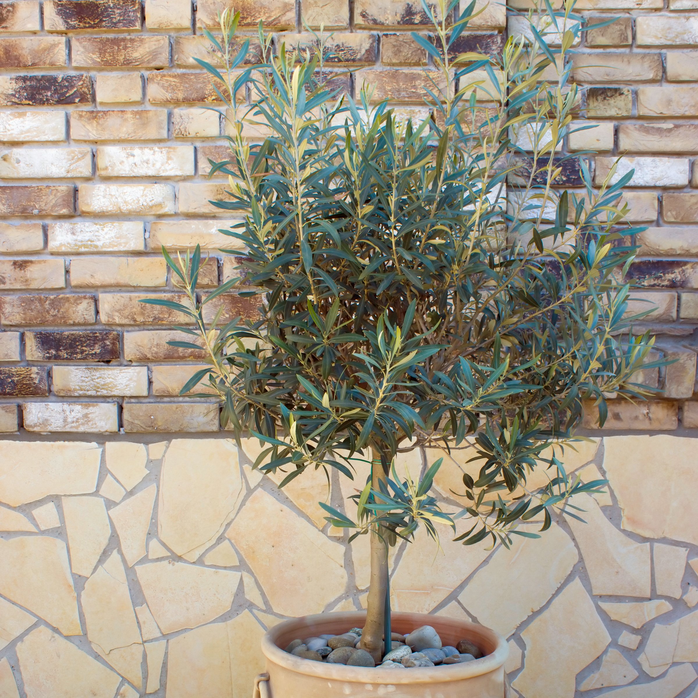 National Plant Network 4 in. Leccino Olive Tree