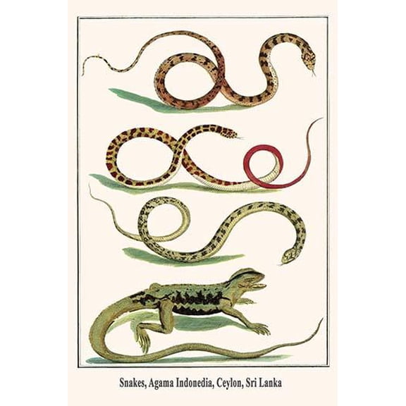 Snakes, Agama Indonedia, Ceylon, Sri Lanka-Fine Art Canvas Print (20" x 30")