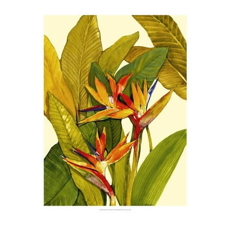 Art Tin - Tropical Bird of Paradise Print Wall Art By Tim O'toole