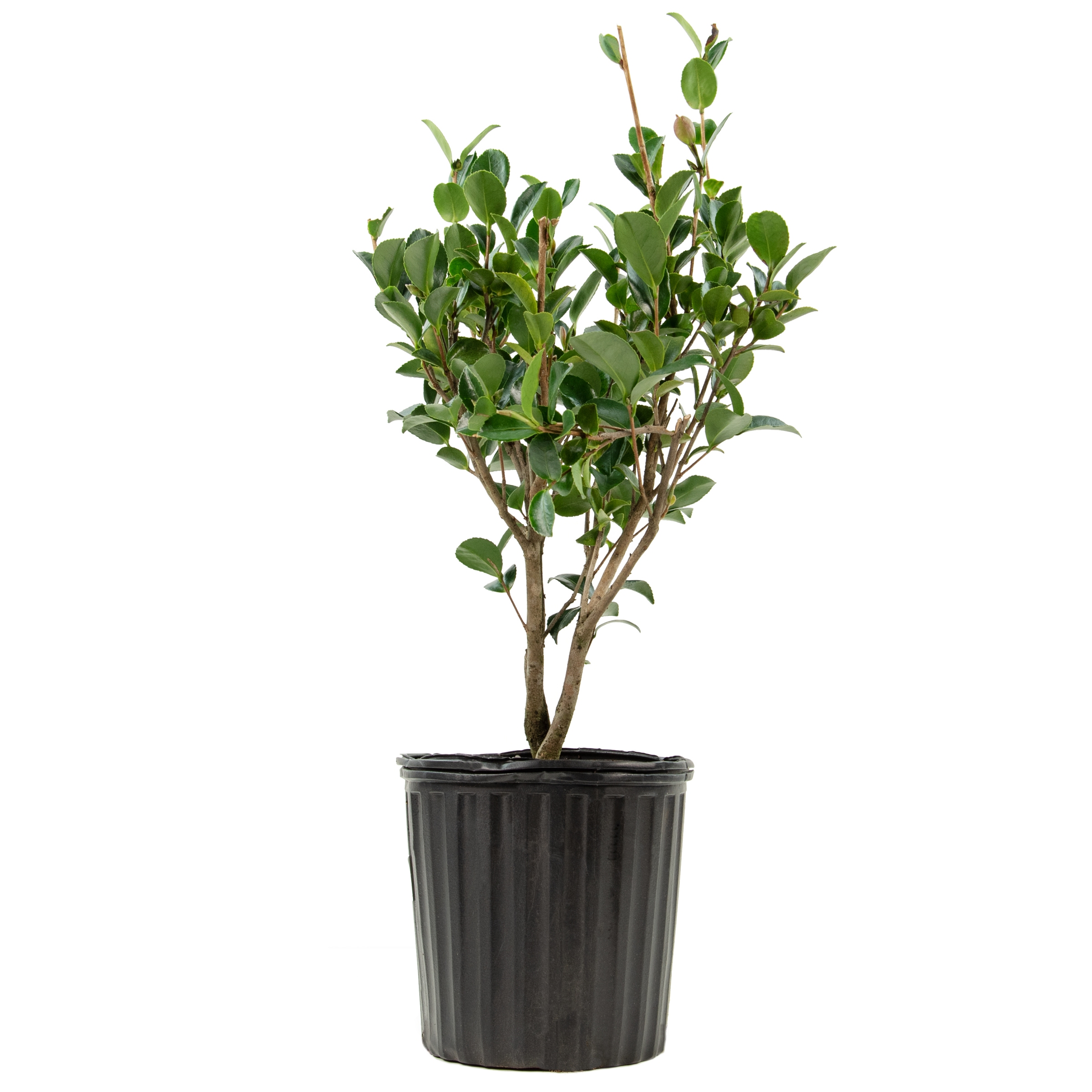 3 gal. Camellia Rose of Autumn Shrub with Pink Flowers