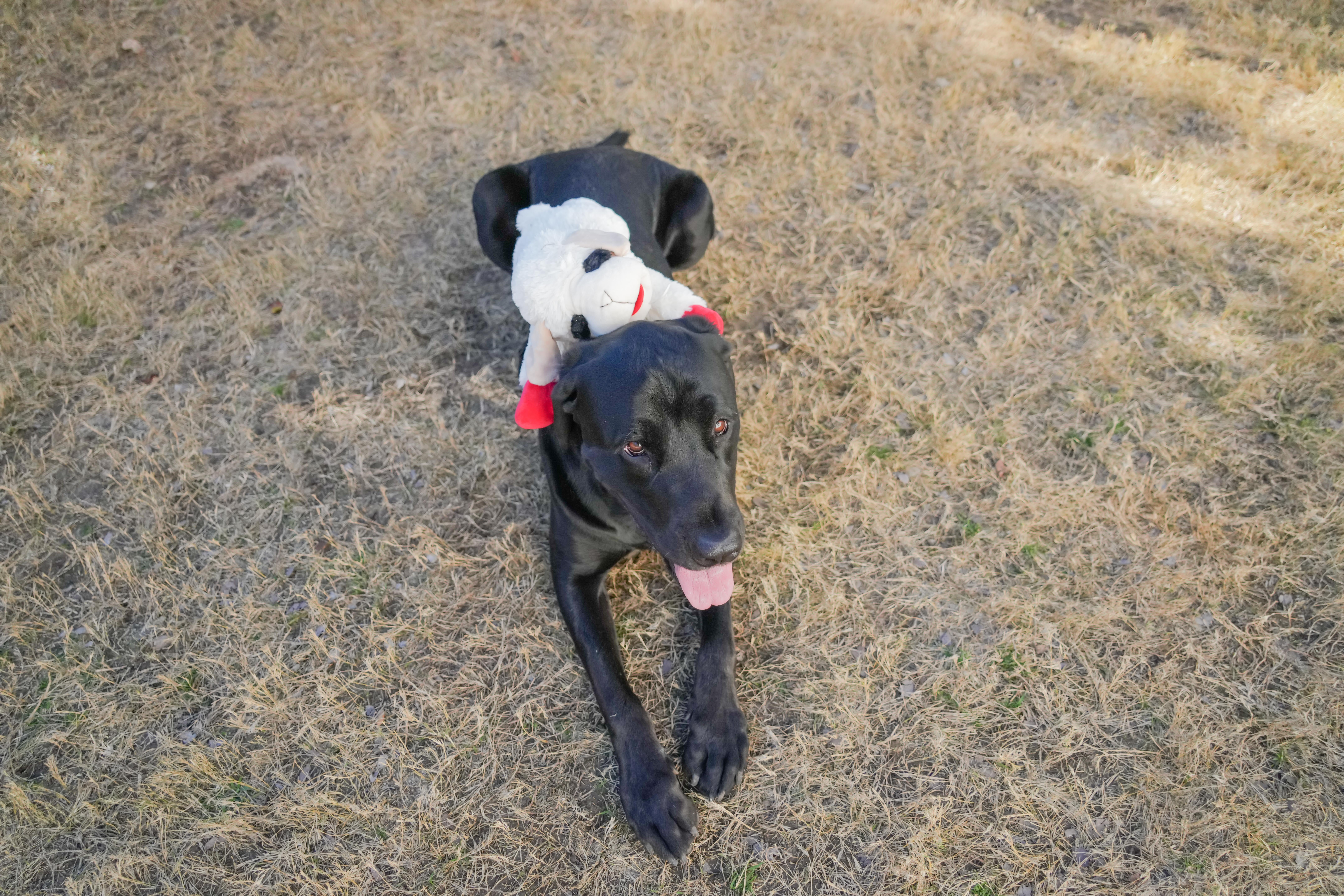 Multipet Jumbo Lamb Chop Plush Dog Toy with Squeaker, 18 inches
