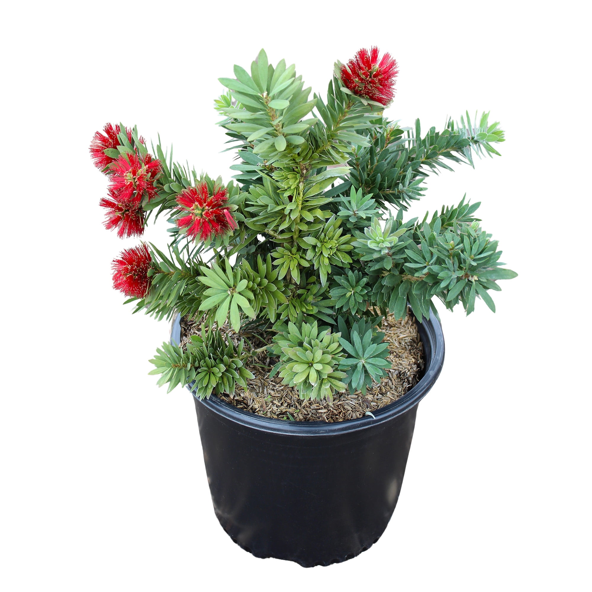 Expert Gardener Callistemon Little John, Flowering Outdoor Shrub, 2.25 gal Plant Pot, Full Sun