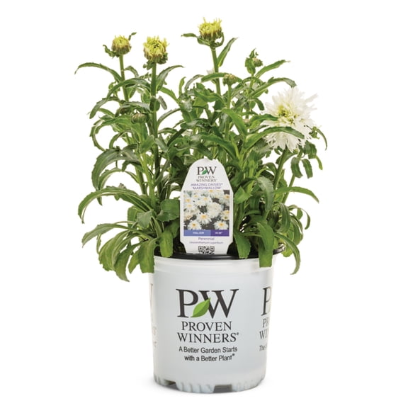 Proven Winners 5" White Amazing Daisies 'Marshmallow' Shasta Daisy Live Plant in 4.5" Pot