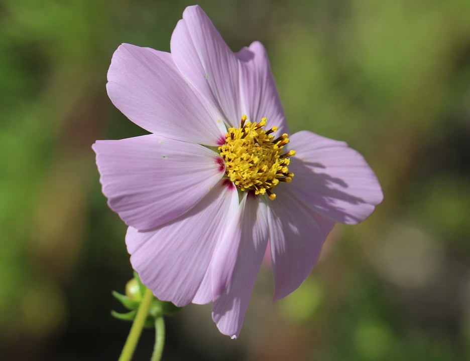 Pink Nature Meadow Wildflower Flower Cosmos20 Inch By 30