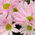 thumbnail image 2 of Expert Gardener 6IN Pink Fall Mum Live Plant in Burlap Pot Cover, 2 of 3
