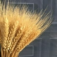 thumbnail image 2 of 100 flores artificiales, plantas artificiales, flores secas de trigo grandes, gavillas de trigo seco natural, racimos de tallos de trigo seco, trigo real para suministros de corona, mesa de bricolaje, decoración de Navidad para bodas, color amarillo Sailing  Electrónica, 2 of 3