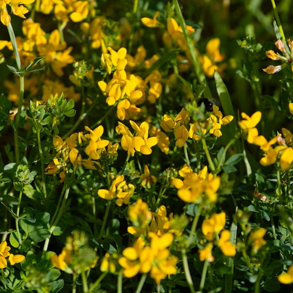 Outsidepride 1 lb. Perennial, Nitorcoated, Inoculated, Birdsfoot Trefoil Forage Legume Seed