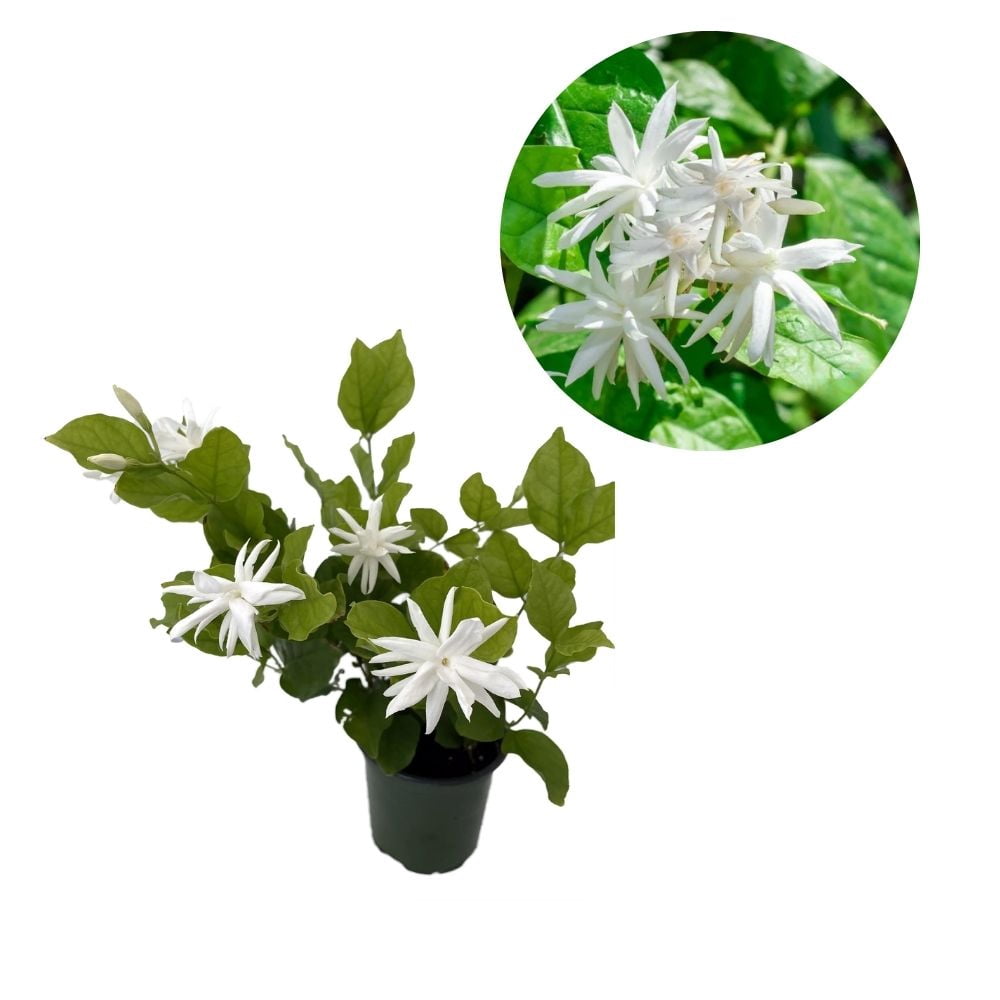Belle of India Jasmine Plant Live 4 - 9 Inches Tall, Jasmin Flower Plant Live for Outdoor Planting