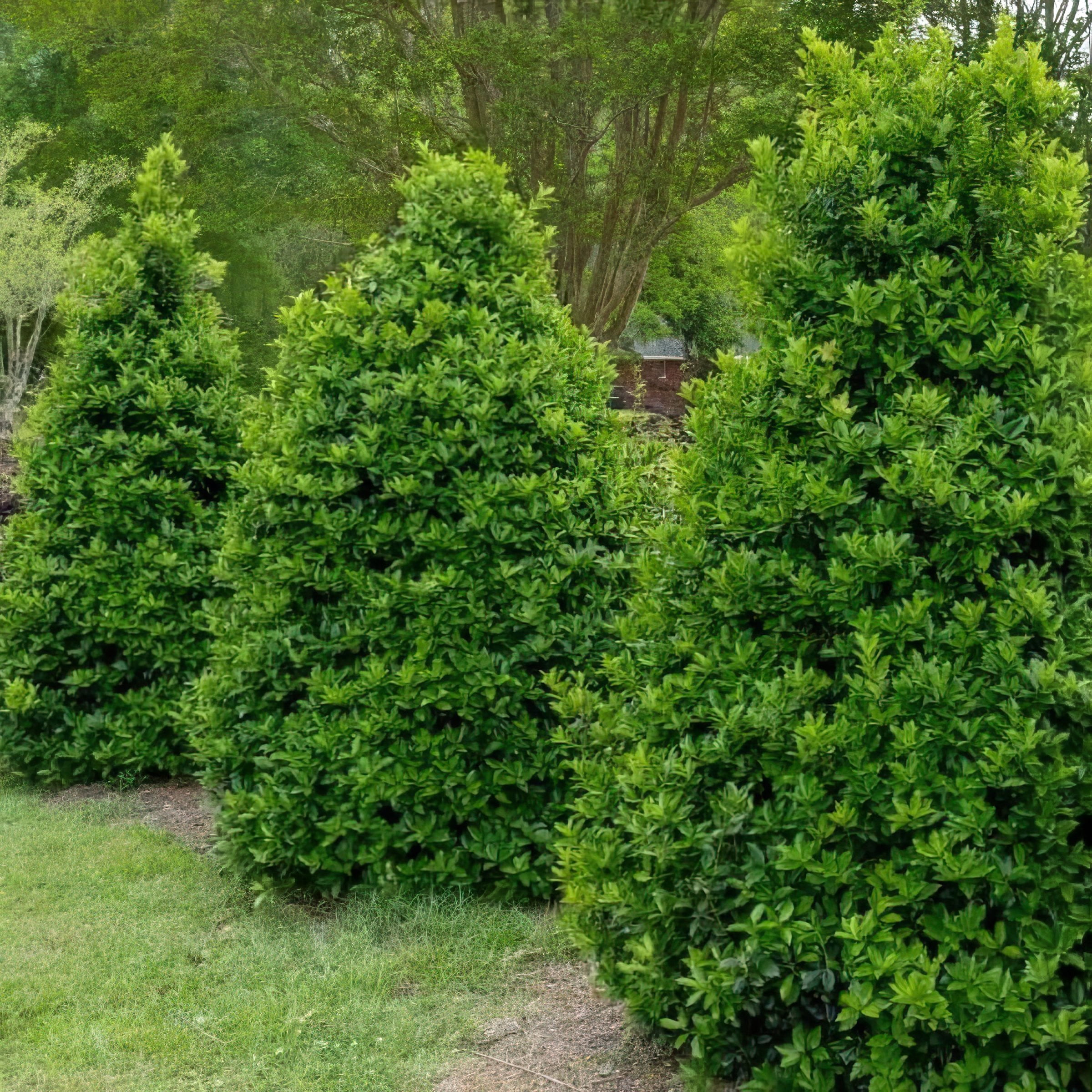 2 gal Oakland Holly Live Shrub with Full Sunlight Conditions