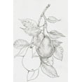 thumbnail image 2 of OToole, Tim 13x18 White Modern Wood Framed Museum Art Print Titled - Fruit-Bearing Branch III, 2 of 4