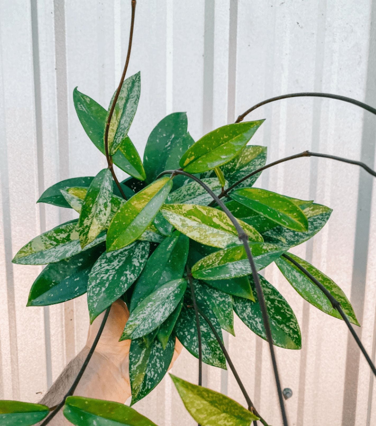 Hoya Plant Live Houseplants, Hoya Pink Flower Sliver Leaf Plant in 4 Inc Pot Bareroot for Planting Indoor Outdoor