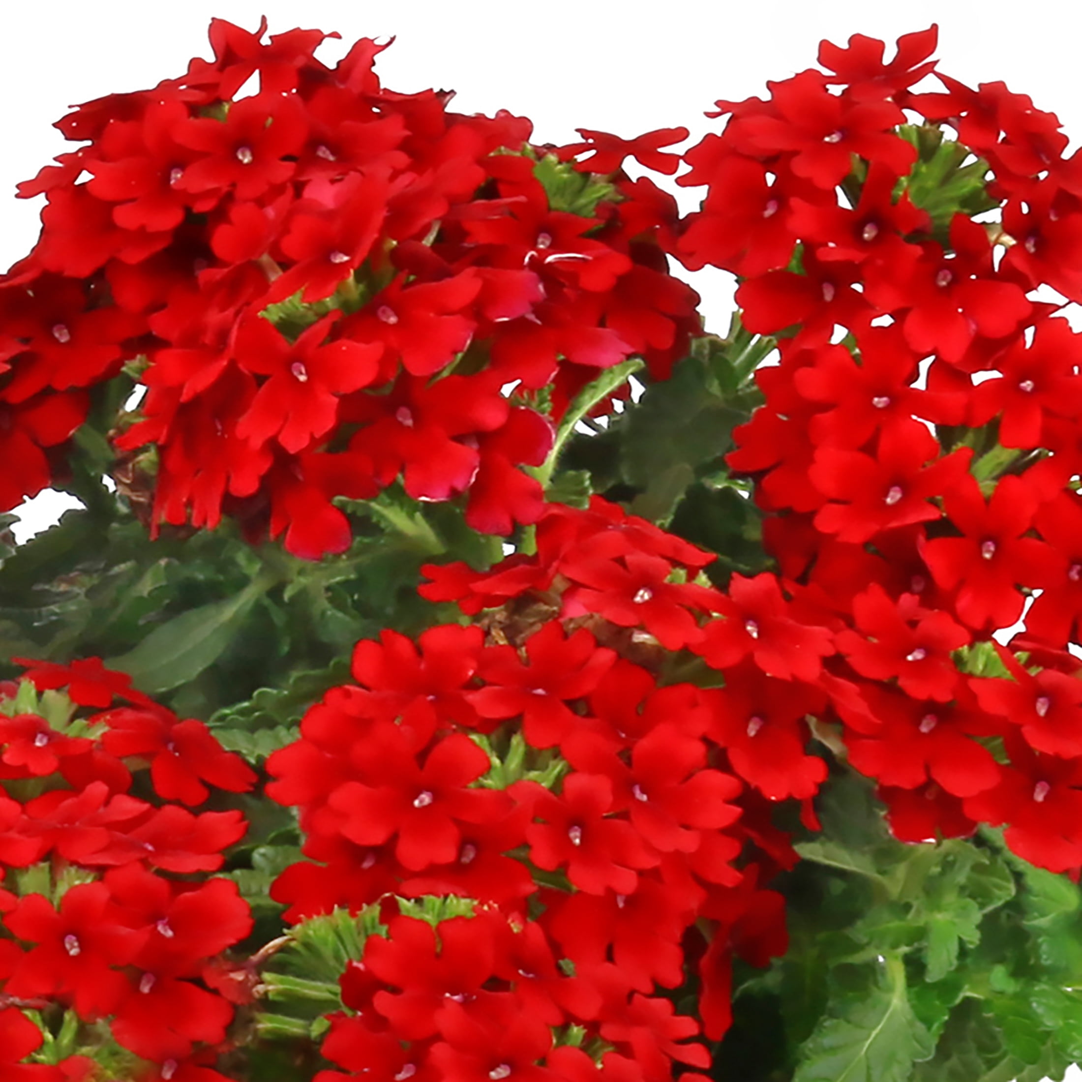 Better Homes & Gardens QT Multicolor Verbena Live Plants with Grower Pot