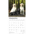 thumbnail image 4 of Labrador Retrievers | 2026 12x24" (Hanging) Square Wall Calendar | Plastic-Free, 4 of 9