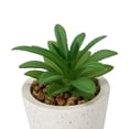 thumbnail image 4 of Succulente Anko en Pot, 4 of 5
