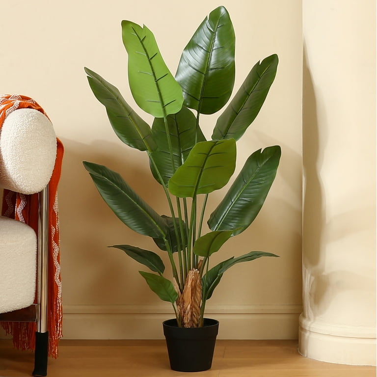 pothos money plant NJoy Pothos, Variegated Money Plant