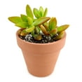 thumbnail image 6 of Sedum Fire Storm Succulent (4"+ Clay Pot) - Golden Sedum - Sedum Adolphii - Live Healthy Succulent for Home Office - Tiny, Lovely, Easy to Care Succulent for Beginners, 6 of 7