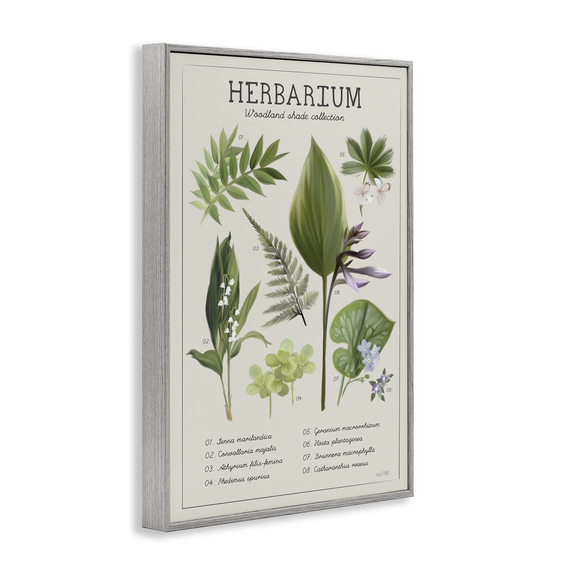 Stupell Industries Herbarium Woodland Shade Collection Gray Framed Giclee Art, design by House Fenway