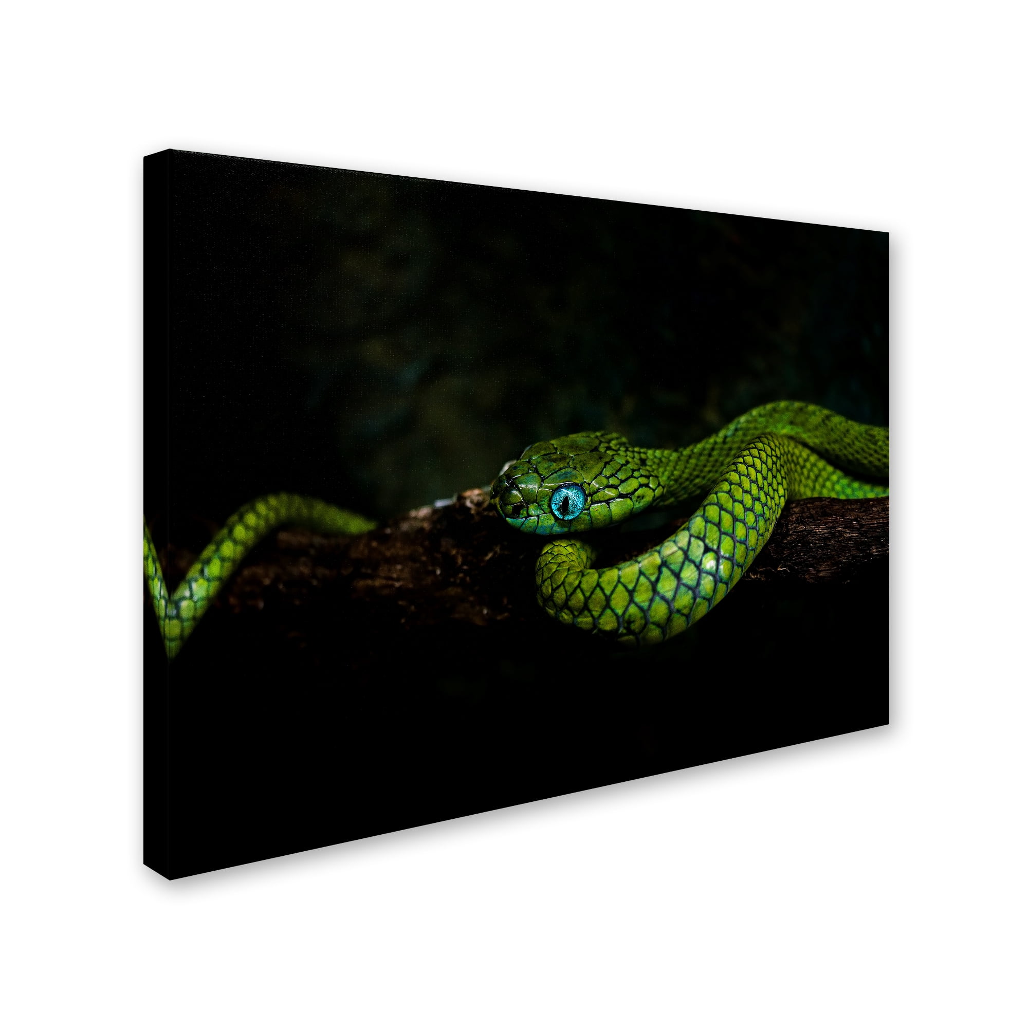 Trademark Fine Art 'Meandering' Canvas Art by Ferdinando valverde