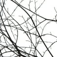 thumbnail image 4 of Vickerman 18-20" Natural Brown Skeleton Branch 3 packs (2 per pack), Dried, 4 of 5