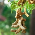 thumbnail image 4 of Tamarind Tree, 6-10 Inch Tall Live Tamarind Plant, Edible Fruit Plant for Planting, 4 of 5