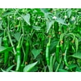 thumbnail image 2 of 100 Seeds BIG JIM PEPPER Green to Red Big 12" Chili Mild Heat Capsicum Annuum Vegetable Seeds, 2 of 6