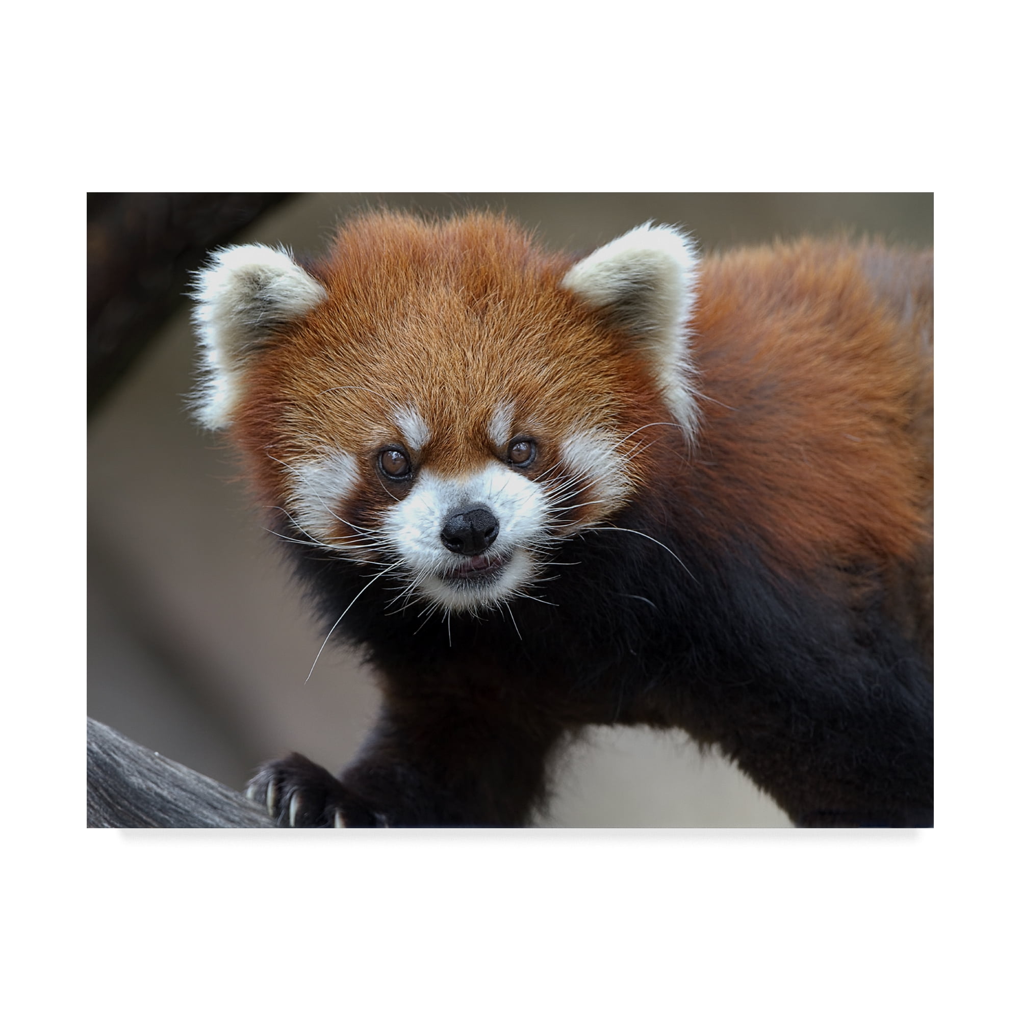 Trademark Fine Art 'Red Panda Portrait' Canvas Art by Galloimages Online