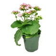 thumbnail image 5 of Kalanchoe blossfeldiana 'Calandiva Pink' (4.5" Grower Pot) - Best Flowering Houseplant for Home Office - Live Healthy Easy to Care Houseplant for Beginners, 5 of 6