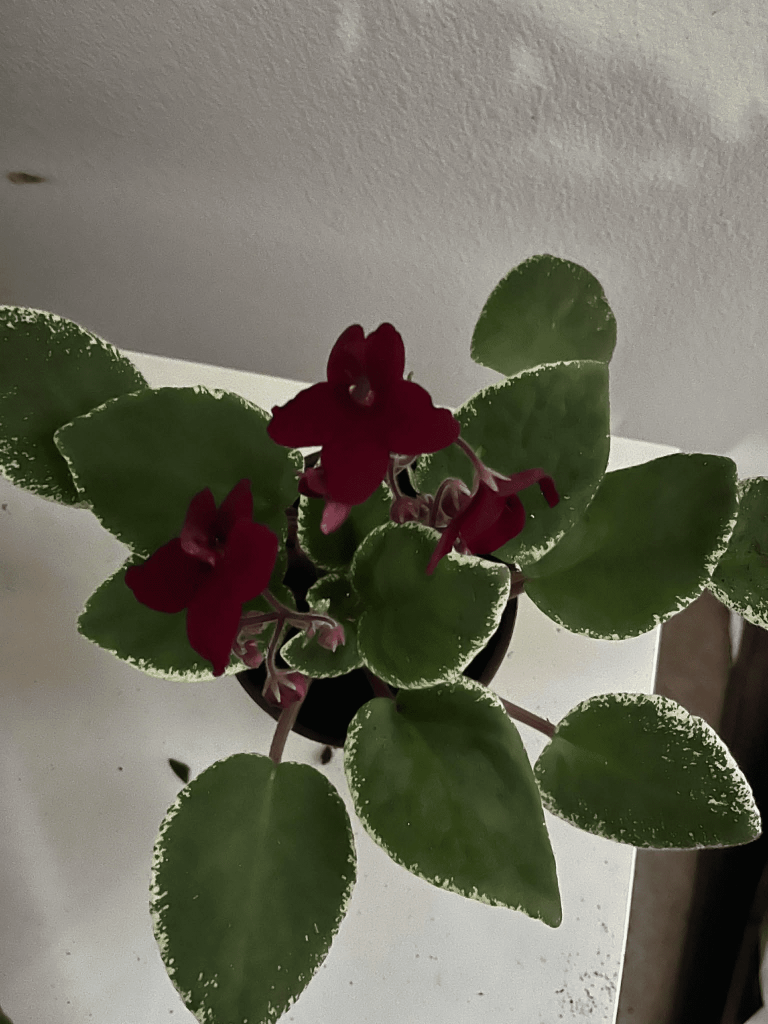 Burgundy Red Africa Violets Live Plant for Planting Indoor Outdoor, Red Blooming Violet, Africa Violet Flowers, 4"Pot