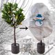 thumbnail image 1 of Hot6sl Ofertas de La Semana Patrón de Muñeco de Nieve Cubierta Cálida Árbol Arbusto Planta Bolsa Protectora Protección Contra Heladas Patio Jardín Invierno, 1 of 6