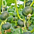thumbnail image 2 of GSDWIUEW 10 Seeds Sweet Japanese Pumpkin Seed, 2 of 2
