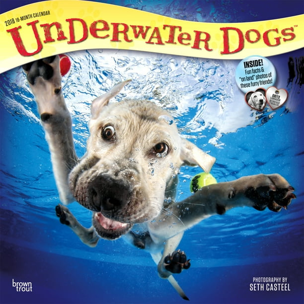 Underwater Dogs Calendar 2023 2018 Underwater Dogs Wall Calendar (Other) - Walmart.com