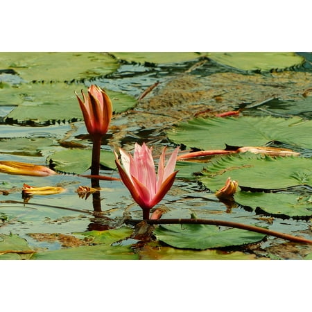 Canvas Print Hungary Spa Water Lilies Heviz Thermal Spring Stretched Canvas 10 x