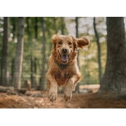 1000 Pieces Jigsaw Puzzle - Happy Jumping Golden Retriever In Forest Jigsaw Puzzle For Christmas Birthday Valentine's Day Gift