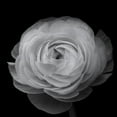 thumbnail image 3 of Gronkjar, Lotte 15x15 Black Modern Framed Museum Art Print Titled - Ranunculus, 3 of 5