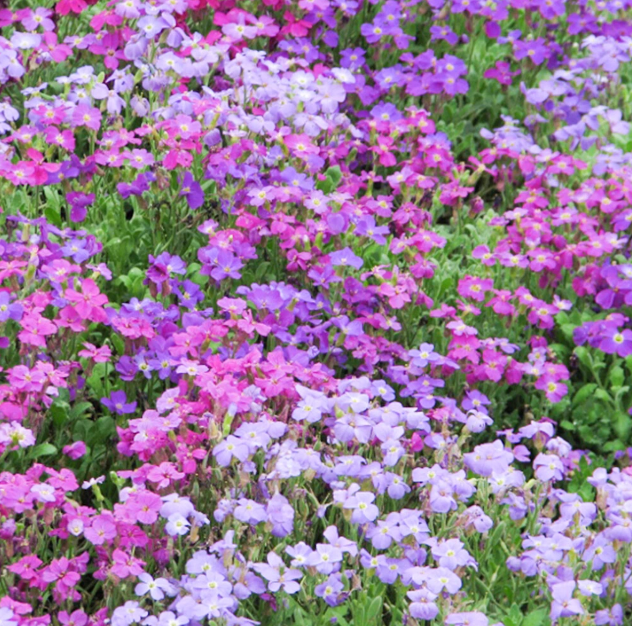 Semillas De Tomillo Rastrero Rojo - 10000 Semillas, Cubresuelos Perenne, No Transgénicas | Para Jardín, Zonas 4-9