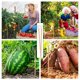 thumbnail image 4 of 10 estacas para plantas de electrocultivo, antenas de bobina de cobre de 11,5 pulgadas, estacas de jardín, plantación electrónica para exteriores, interiores y cultivos, 4 of 5