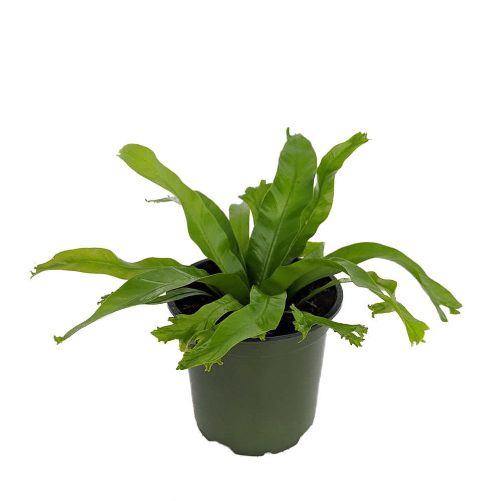 Crissie Japanese Bird's Nest Fern 4" Pot Asplenium antiquum Easy