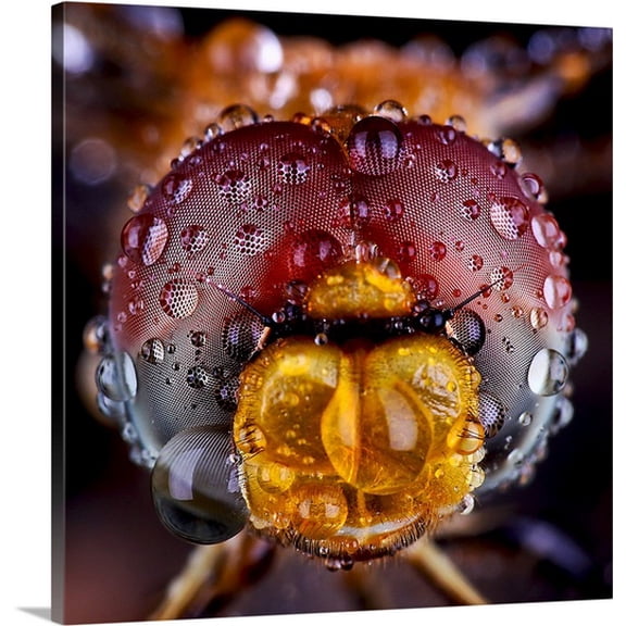 Great BIG Canvas Biogi Chan Premium Thick-Wrap Canvas entitled I'm Wet