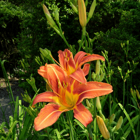 3 Wild Daylily Bulbs, Daylily Bulbs for Outdoor Landscape