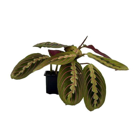 Hirt's Red Prayer Plant - Maranta - 3" Pot