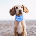 thumbnail image 3 of RUNROTO Collier Rafraîchissant pour Animaux de Compagnie Chiens et Chats 1Pcs, 3 of 8