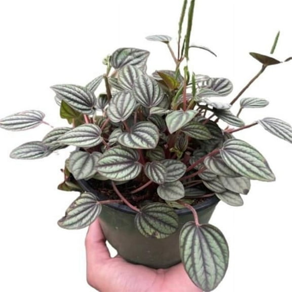 House Plant Dropship 4-PEPEROMIA-PICOLLO.BANDA 4 in. Peperomia Picollo Banda Plant