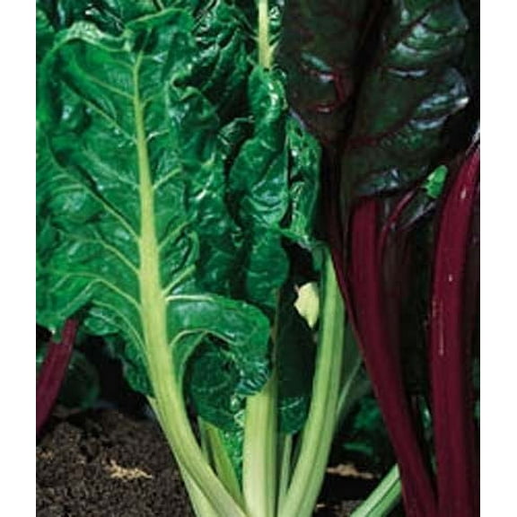 Swiss Chard FordHook Giant Garden Heirloom Vegetable BULK 5,000 Seeds