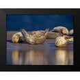 thumbnail image 2 of Fitzharris, Tim 18x15 Black Modern Framed Museum Art Print Titled - Harbor Seals, 2 of 5